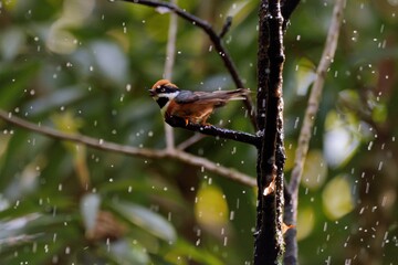 Red-headed tit bird (Aegithalos concinnus),In the Taiwan.