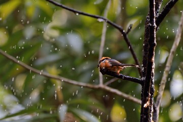 Red-headed tit bird (Aegithalos concinnus),In the Taiwan.