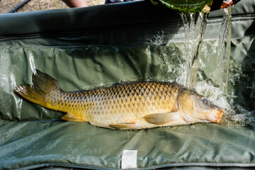 Obraz premium carp fishing by the pond