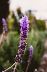 close up of a lavender flower