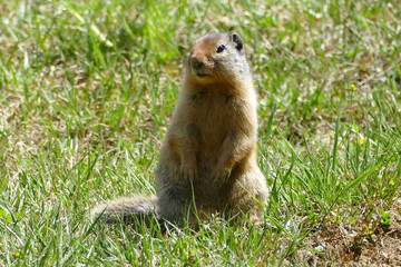 Naklejka na ściany i meble Columbian ground squirrel (Urocitellus columbianus) standing in grassy mountain meadow, spotted in Canadian Rockies