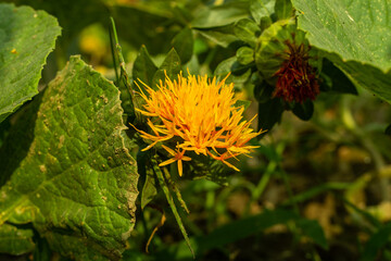 Safflower or Mary thistle or silymarin is a flowering herb plant