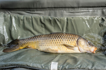 carp fishing by the pond