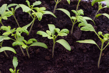 Young tomato seedlings in a container with a selective focus