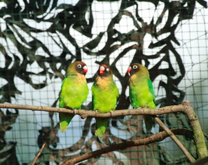 Colourful parrots sitting on the perch