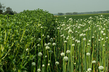Growing onion flowers and ornamental milk thistle flower plants