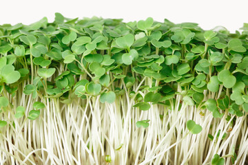 Obraz premium Fresh microgreen arugula isolated on white background close-up. horizontal
