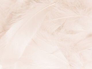 Beautiful abstract gray feathers on white background, soft white feather texture on white texture pattern, light pink theme wallpaper, black feather background, white gradient frame banners