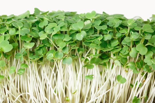 Fresh microgreen arugula isolated on white background close-up. horizontal