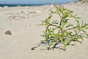 beach plant