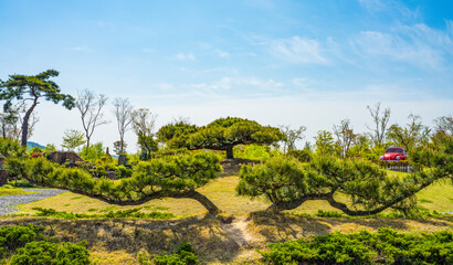 Fototapeta na wymiar 순천만 국가 정원의 자태가 아름다운 소나무