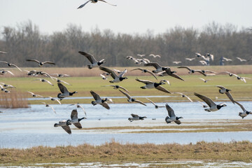 A large flock of geese fly by, above the lake. Blue sky, reeds, water, grass and sun