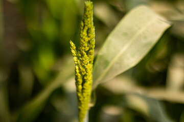 Corn plant, or maize flower that is a grass and human food