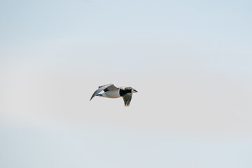 A goose flies by, against the bleu sky. Background, silhouette