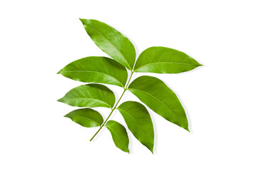 Fototapeta na wymiar Fresh green leaves on twigs, isolated on white background
