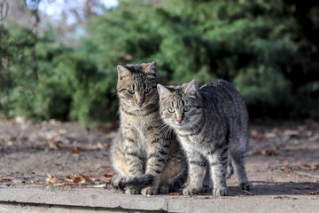 cats walk in the park on a sunny day