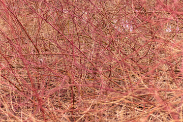 A bright, abstract, natural background of the branches of densely growing shrubs. Interesting interweaving, natural pattern.