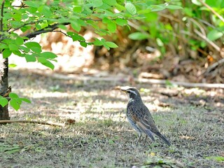 ツグミ1