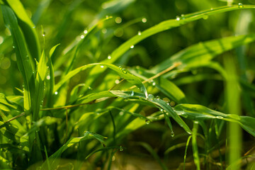 Fototapeta na wymiar A wonderful backdrop of morning dew on the green grass