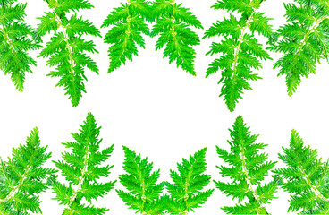 green leaves border