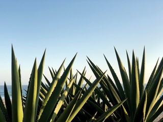 agave plants with sun and blue sky