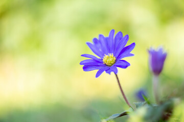 Oriental anemone (anemone blanda) blooms together with the common wild anemone.