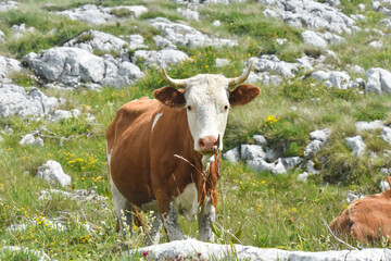 Fototapeta na wymiar Brown cow staring at me. Cow grazing at summer green field on mountain