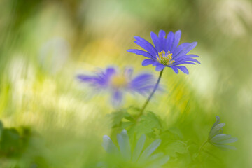 Oriental anemone (anemone blanda) blooms together with the common wild anemone.