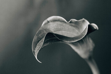 Calla lily in black and white close up