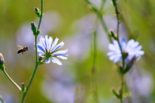 Blooming meadow cornflower with flying bee