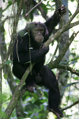 Chimpanzé (pan t. verus) - Western chimpanzee (pan t. verus)