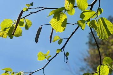 Buds on tree branches in spring, pollen allergy