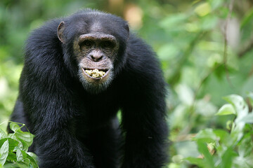 Chimpanzé (pan t. verus) - Western chimpanzee (pan t. verus)