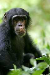 Chimpanzé (pan t. verus) - Western chimpanzee (pan t. verus)