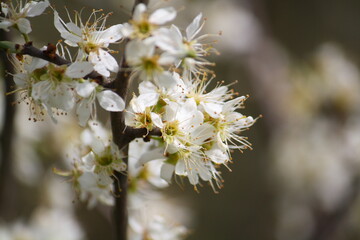 Blackthorn blossom (prunus spinosa) in April in the Southern Netherlands. The fruits of the blackthorn are called sloes.