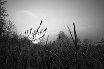 Végétation gelé à contre jour d'un lever de soleil en noir et blanc