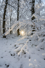 Sun in Winter || Sunstar