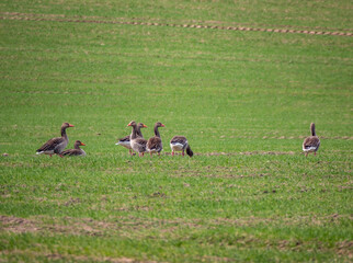 ducks on a meadow