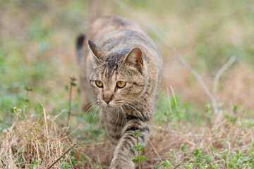 歩く猫　キジトラ猫