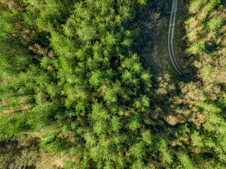 Aerial view of Thorncombe woods in Dorset, UK - obrazy, fototapety, plakaty