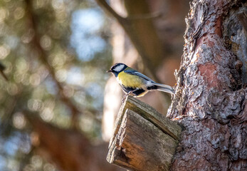 bird on a tree