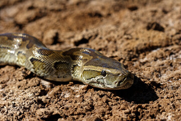 parc national du djoudj - senegal - serpent python