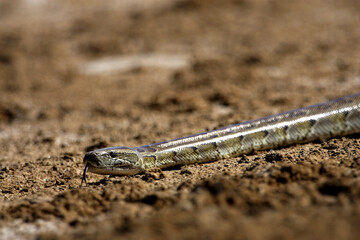 parc national du djoudj - senegal - serpent python