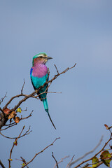 Lilac-breasted roller sits on a branch in South Africa