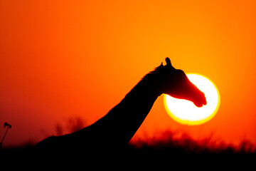 Silhouette of a Giraffe walking through the Bush in South Africa