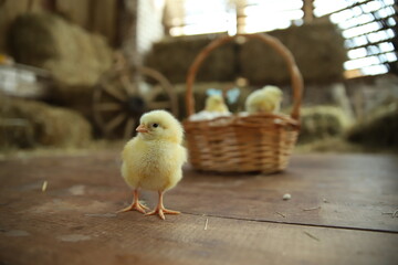 Happy Easter. Group of funny cute yellow chickens in basket