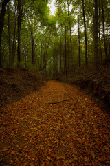 Path in the forest covered with fallen leaves