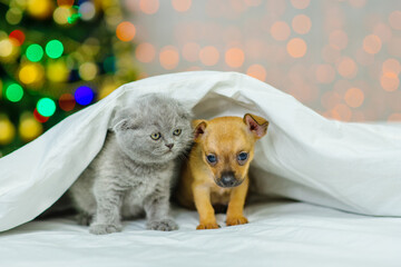 Couple of kitten and puppy under the blanket on the background of the christmas tree
