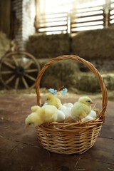 Happy Easter. Group of funny cute yellow chickens in basket