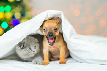 Fototapeta na wymiar Couple of kitten and puppy under the blanket on the background of the christmas tree